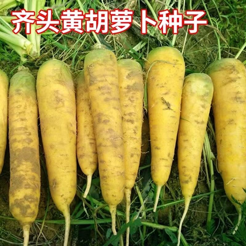 齐头黄胡萝卜种子高产黄石萝卜种子秋季庭院大田种植蔬菜种子大全