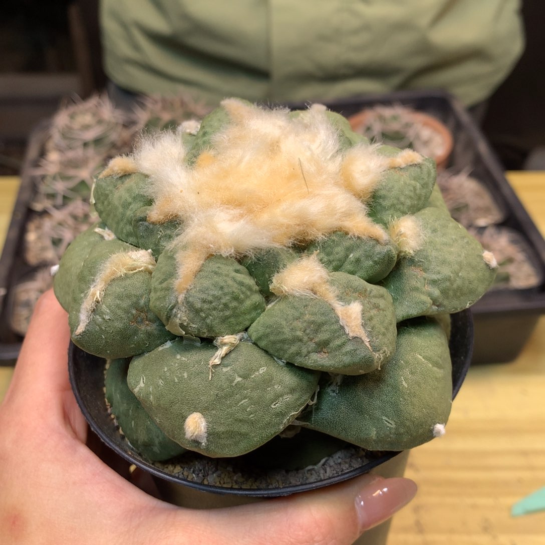       18号 自根 大尤龟甲连山11公分带盆土