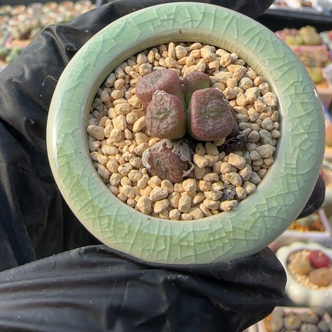 4215--一物一拍 带盆