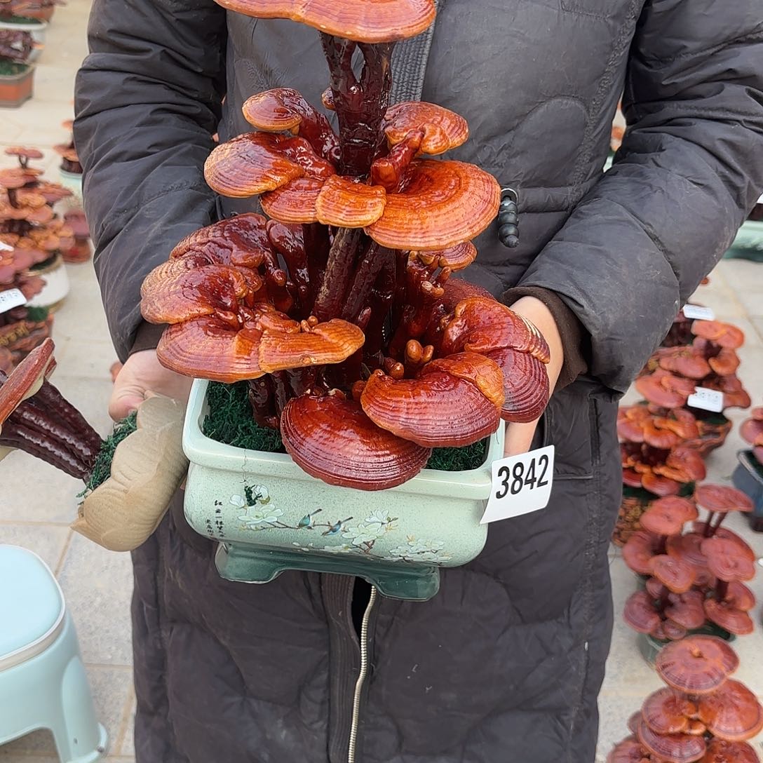 无花朵灵芝是我国著名植物