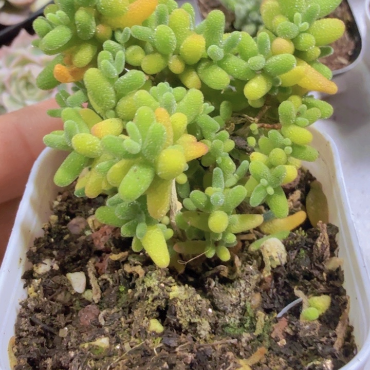 蜜橘糖球五厘米盆一颗