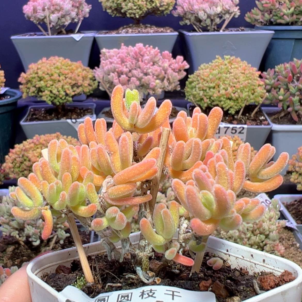 【闪购商品】d710橙叶的优选橙闪枝干番杏