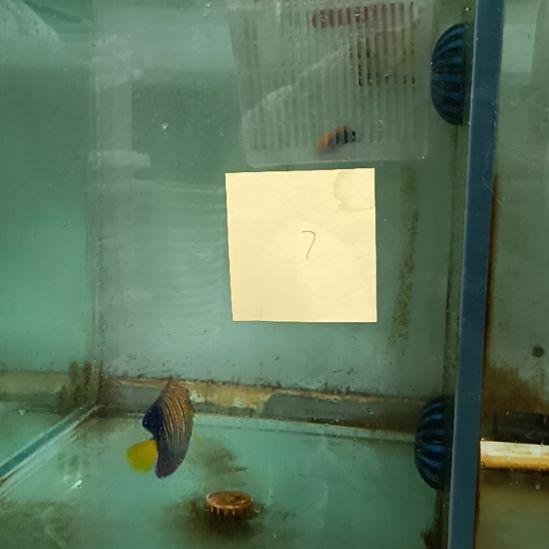 海水鱼特价金毛巾