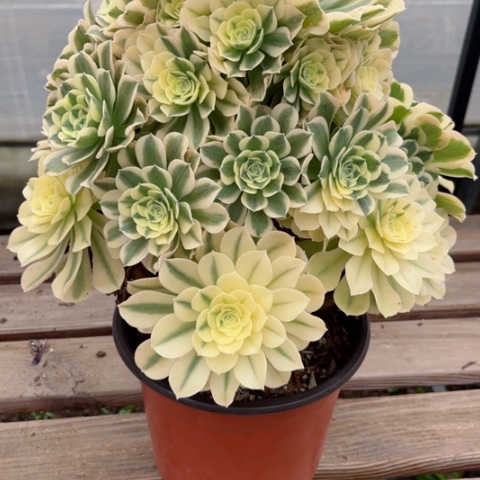 多肉植物绿豆沙锦。