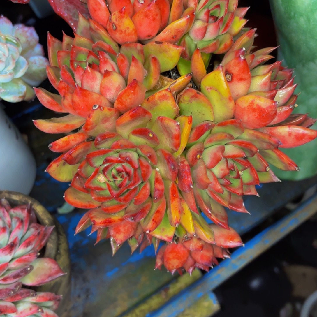 拼***博老桩精品肉肉红酒