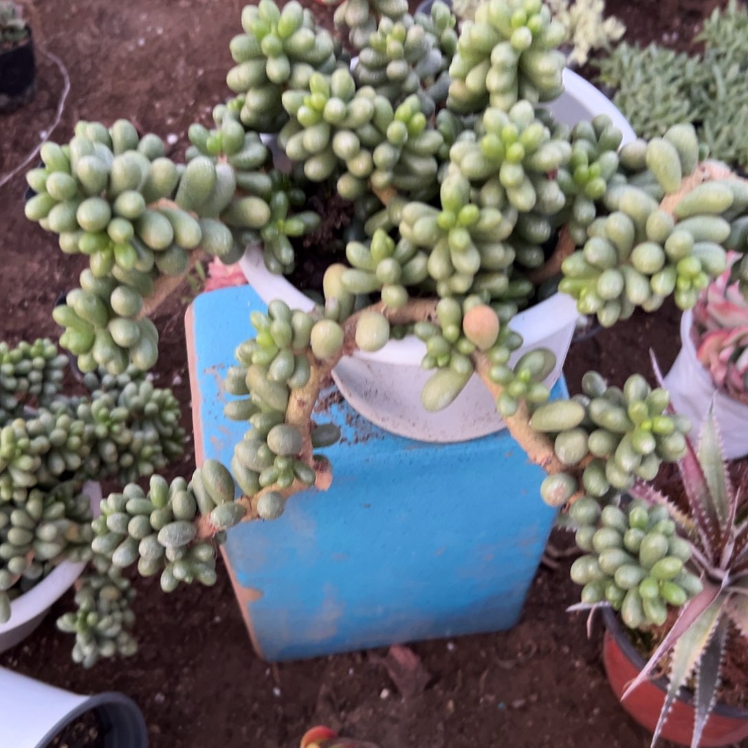 绿杜呃呃呃呃呃呃呃呃呃