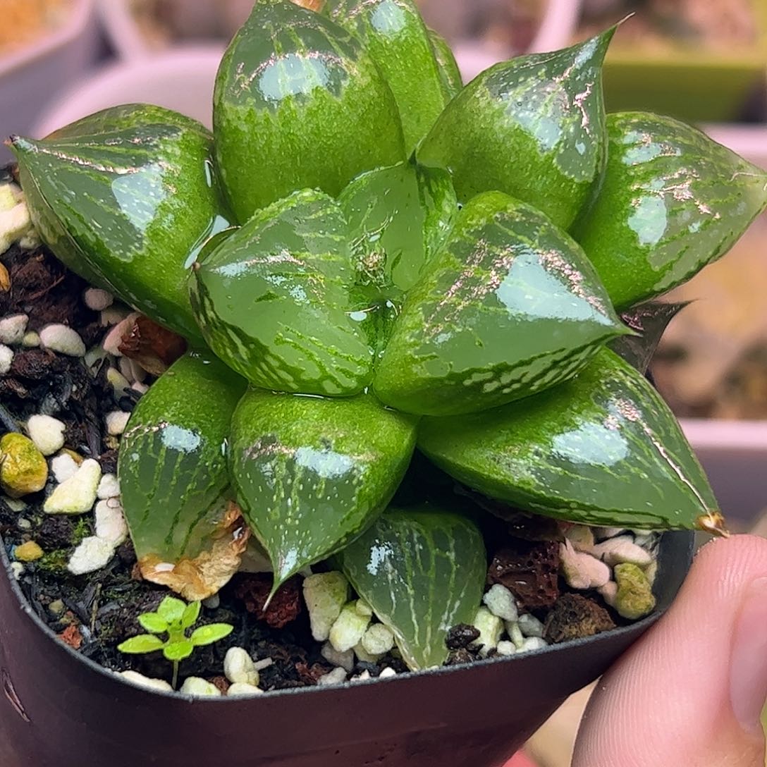 实生裹十二卷多肉植物