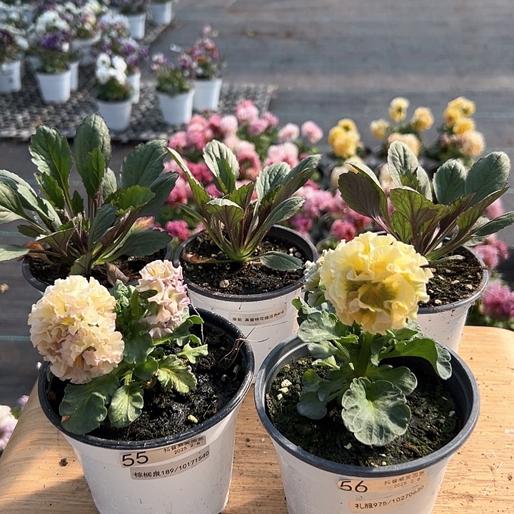 水晶抖音直播闪拍55-56