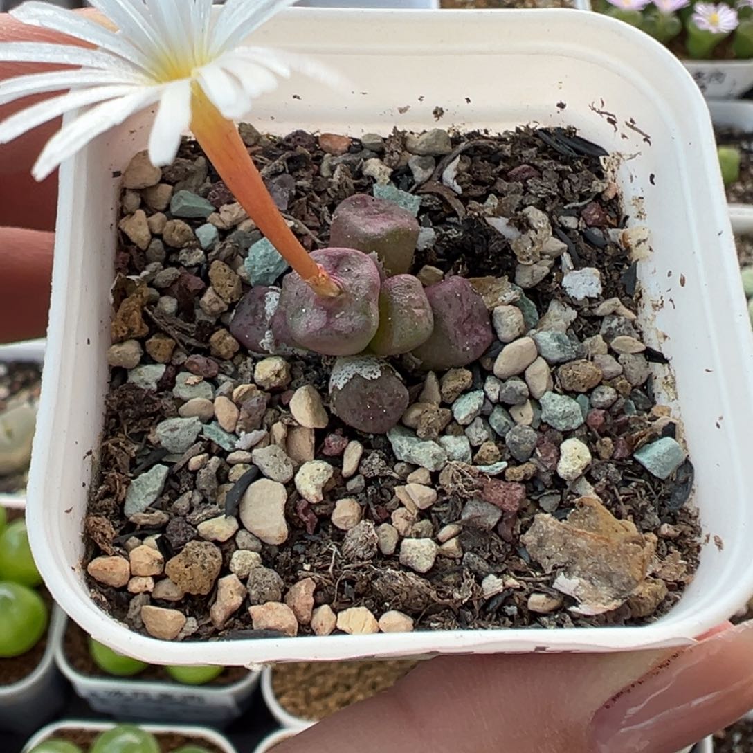 056方碗带盆土发货