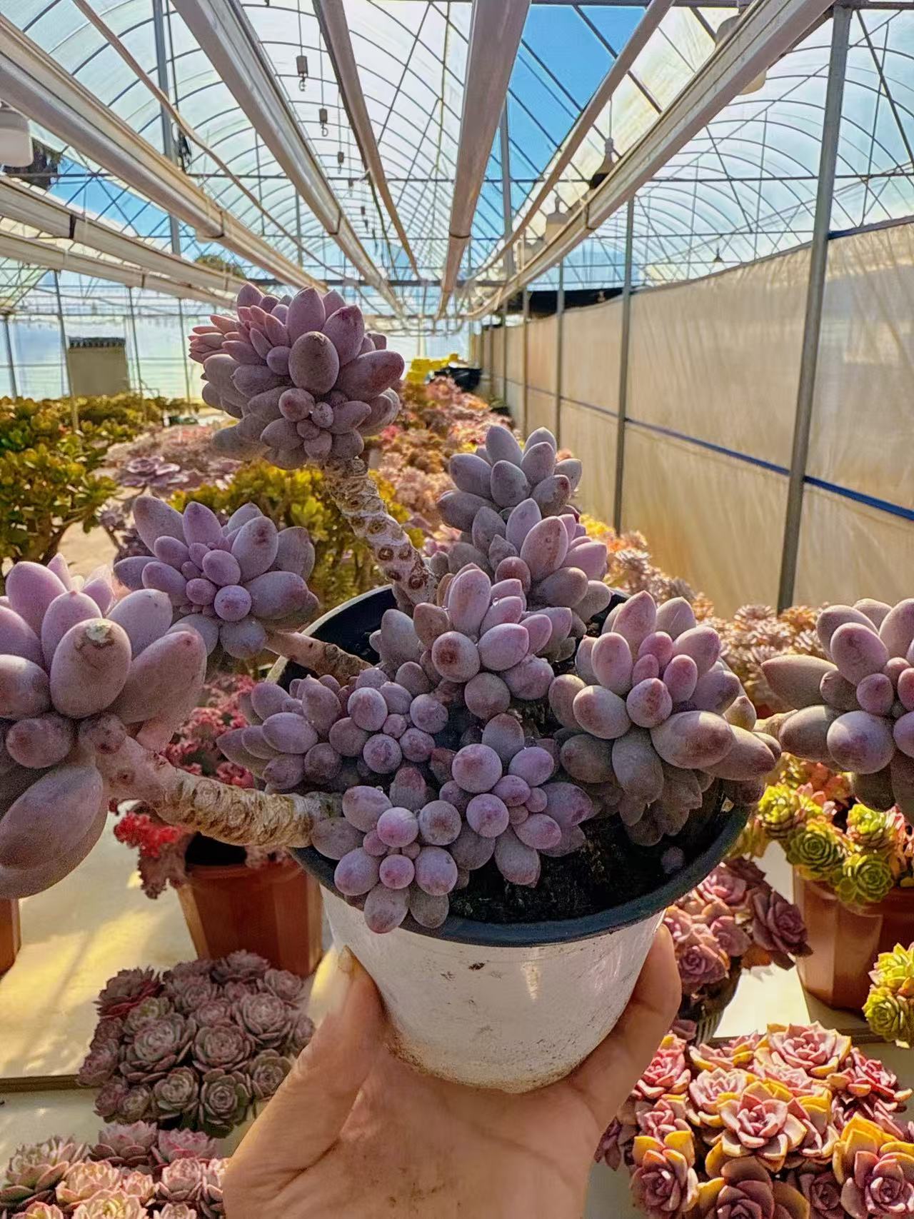 【婴儿手指】带盆发货  阳台好养盆栽露养多肉植物