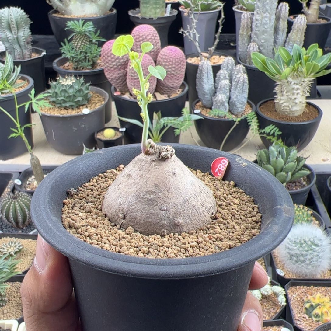 素可泰一物一拍带盆发