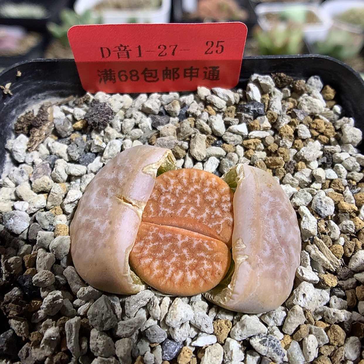 【闪购商品】1-27-25 拿铁一颗