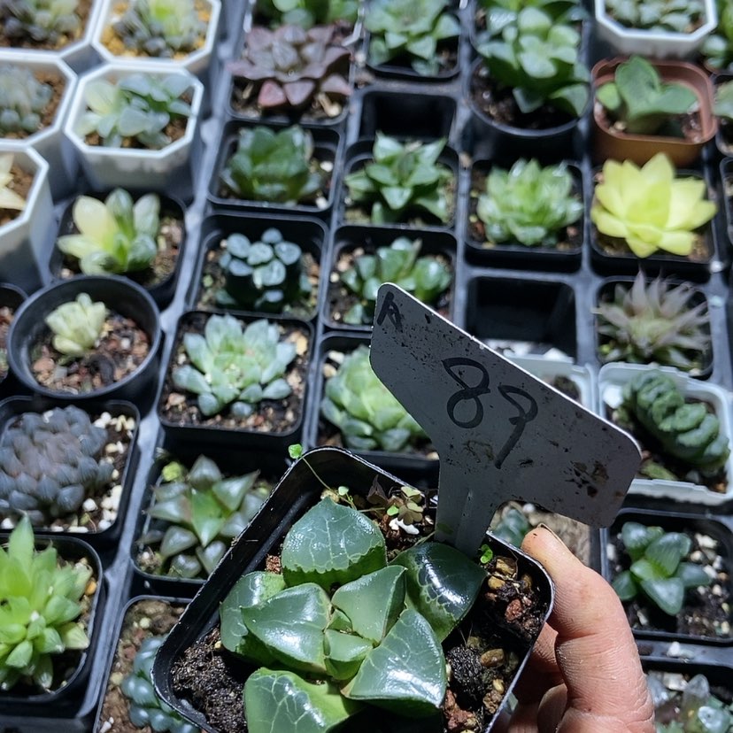 【闪购商品】89龙喜