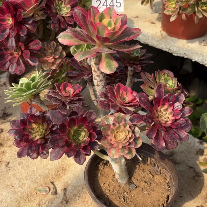 七彩树多肉法师2445