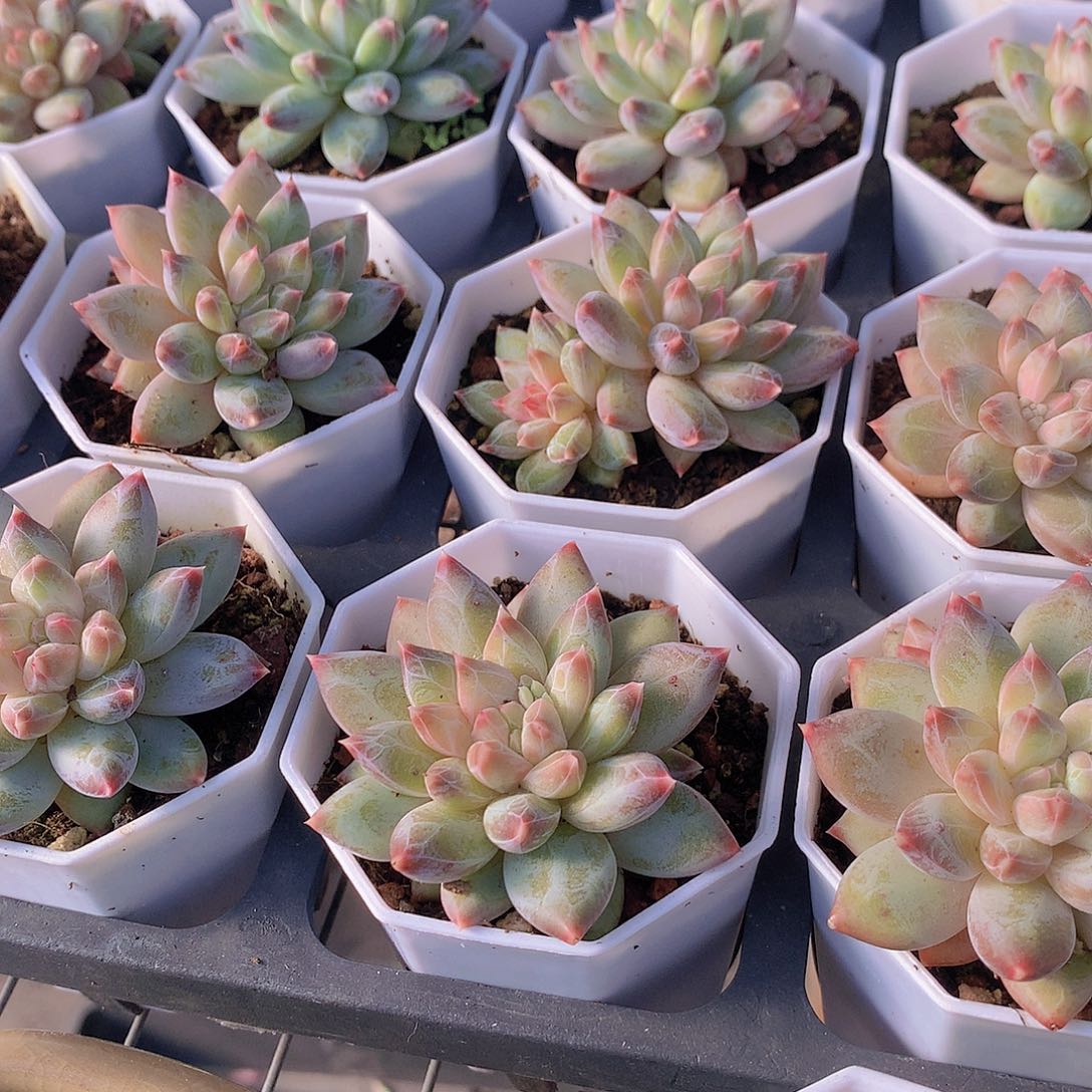 两颗幻影美人34567889999