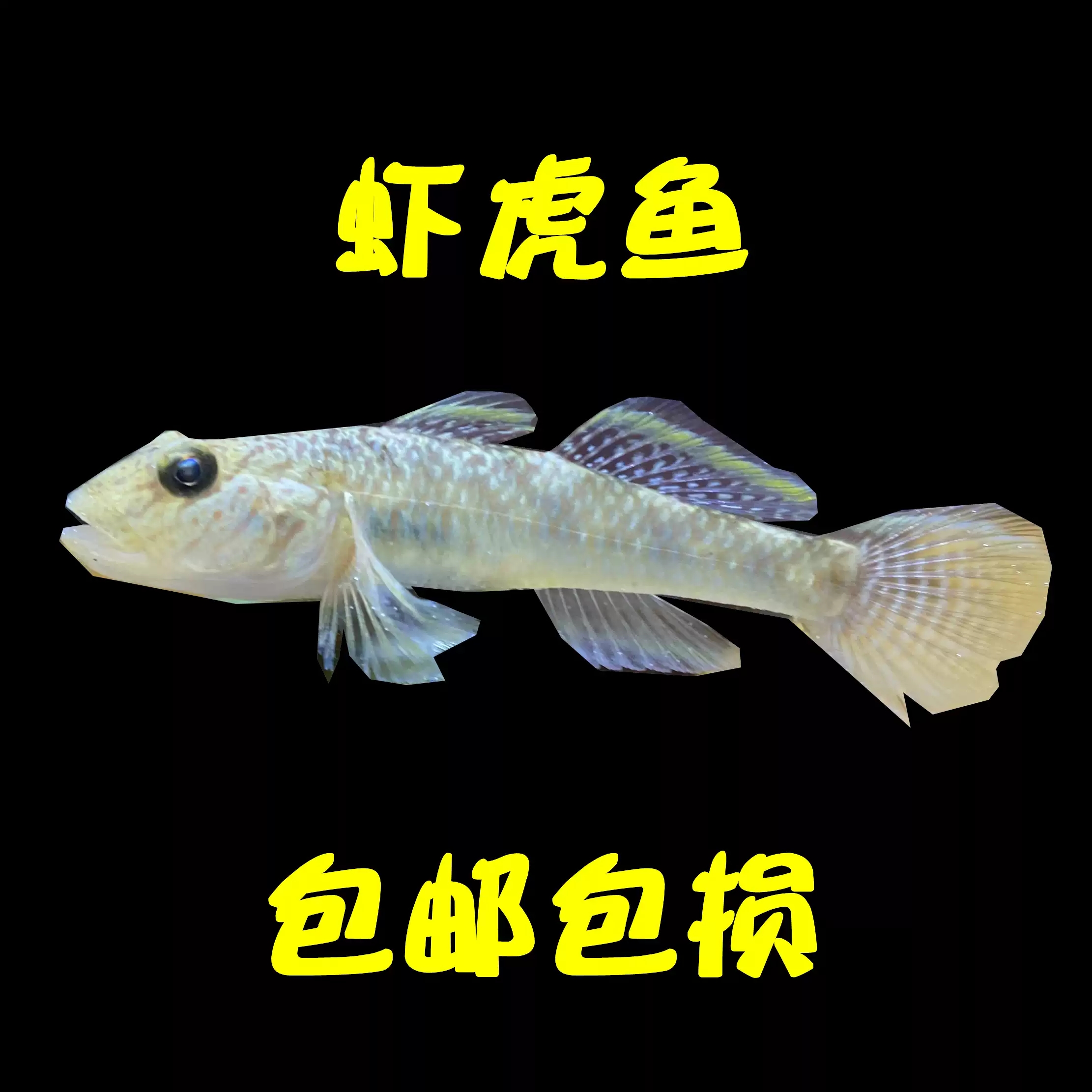 子陵李氏虾虎鱼原生溪水小鱼耐低温淡水宠物活体水族底层观赏鱼