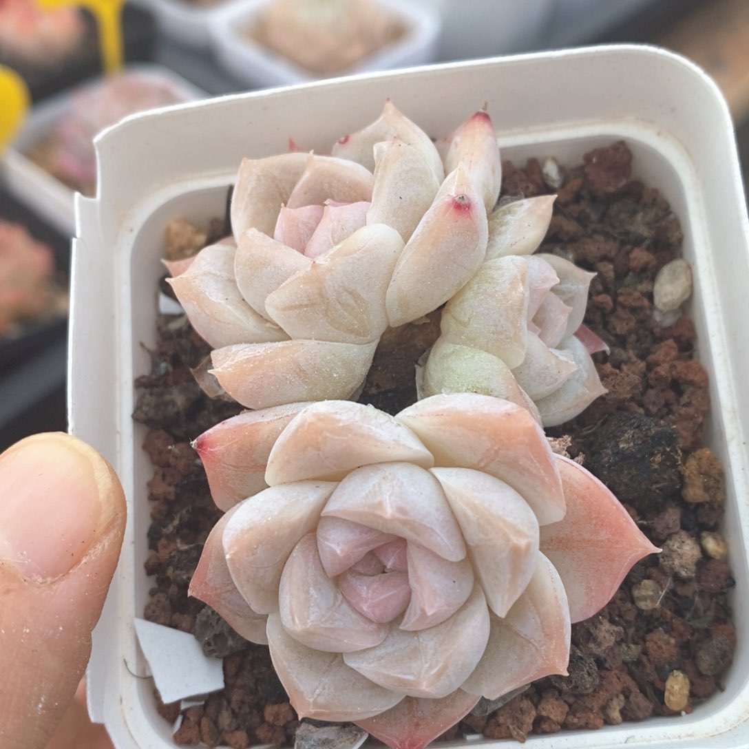 精品多肉一物一拍不包整24