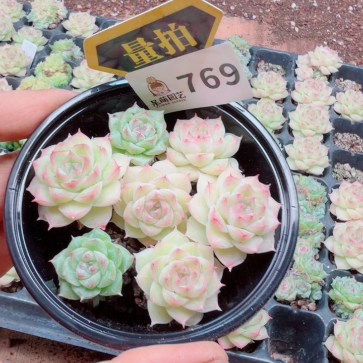 多肉植物多肉植物