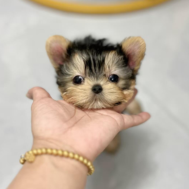 【九品】约克夏小狗幼犬小体宠物狗茶杯犬纯种金头银背约克夏犬