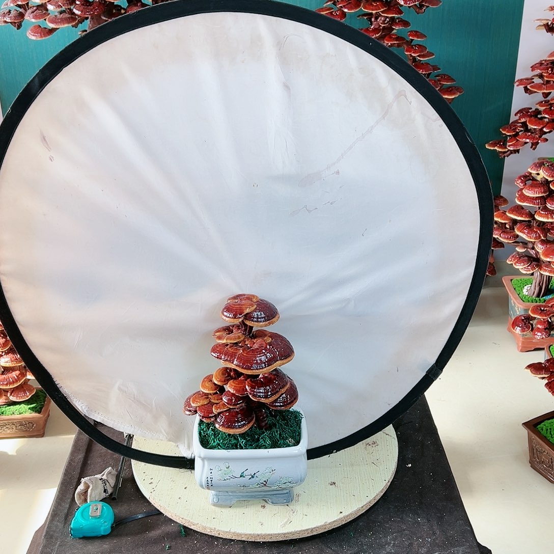 【闪购商品】无花朵