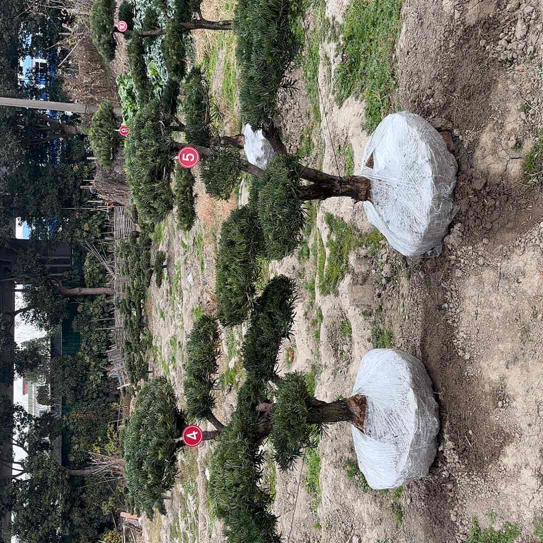 #***m无花朵14466677655567