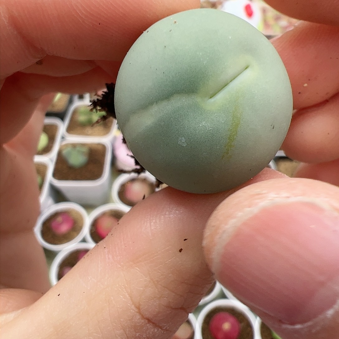 【闪购商品】20 秒