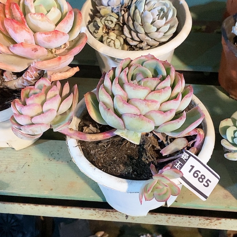 【闪购商品】。晨露1685