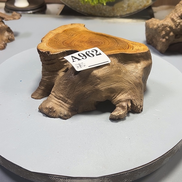 小***儿大果紫檀（缅甸花梨）