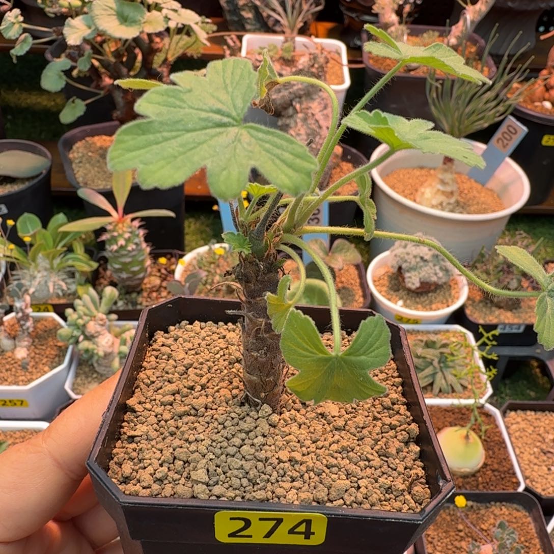 武裂叶洋葵274 仙人掌