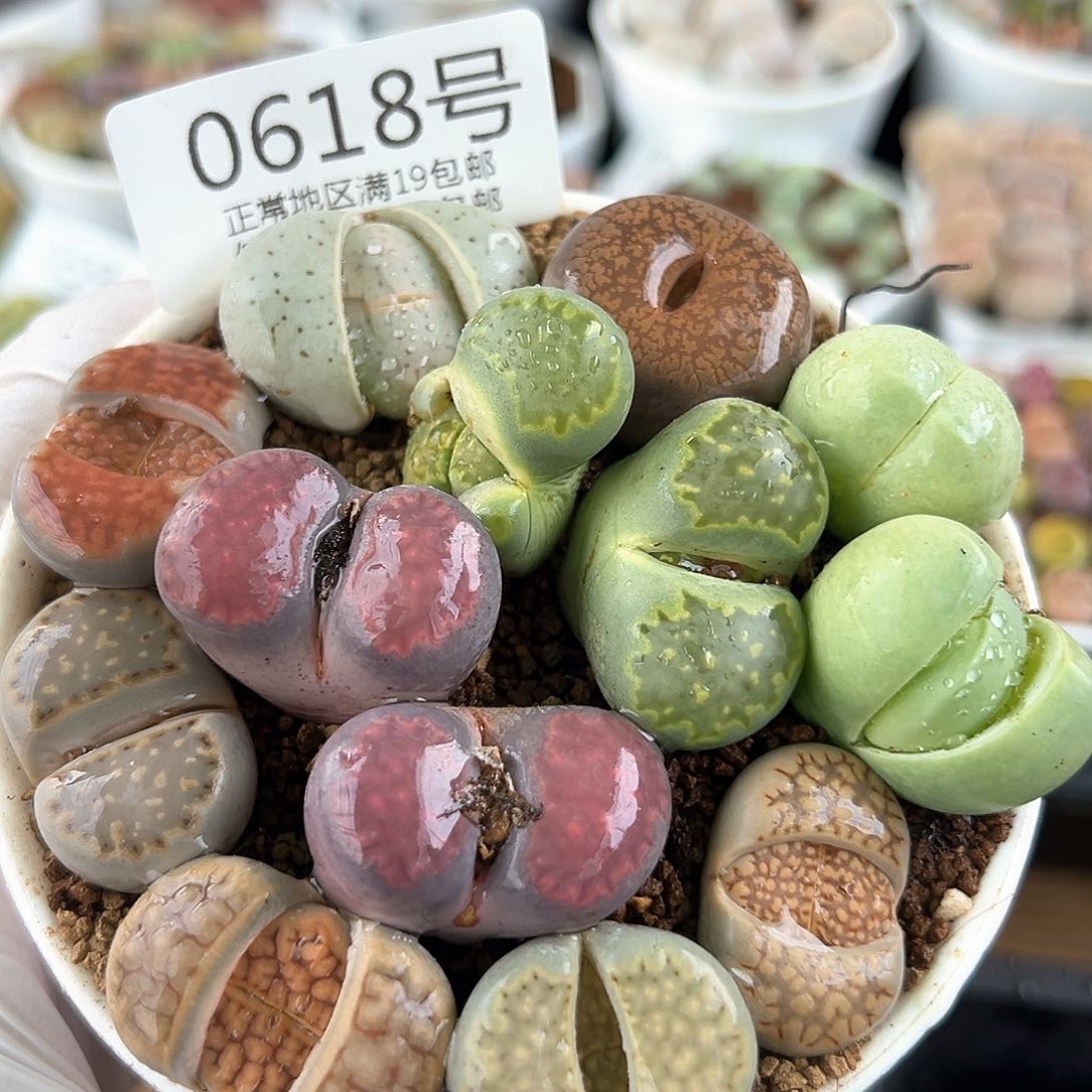 好养易活生石花大母本0618