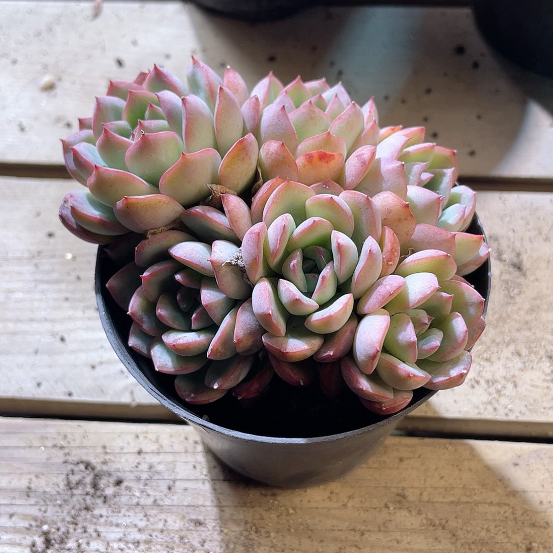 1238  荷花  六月六