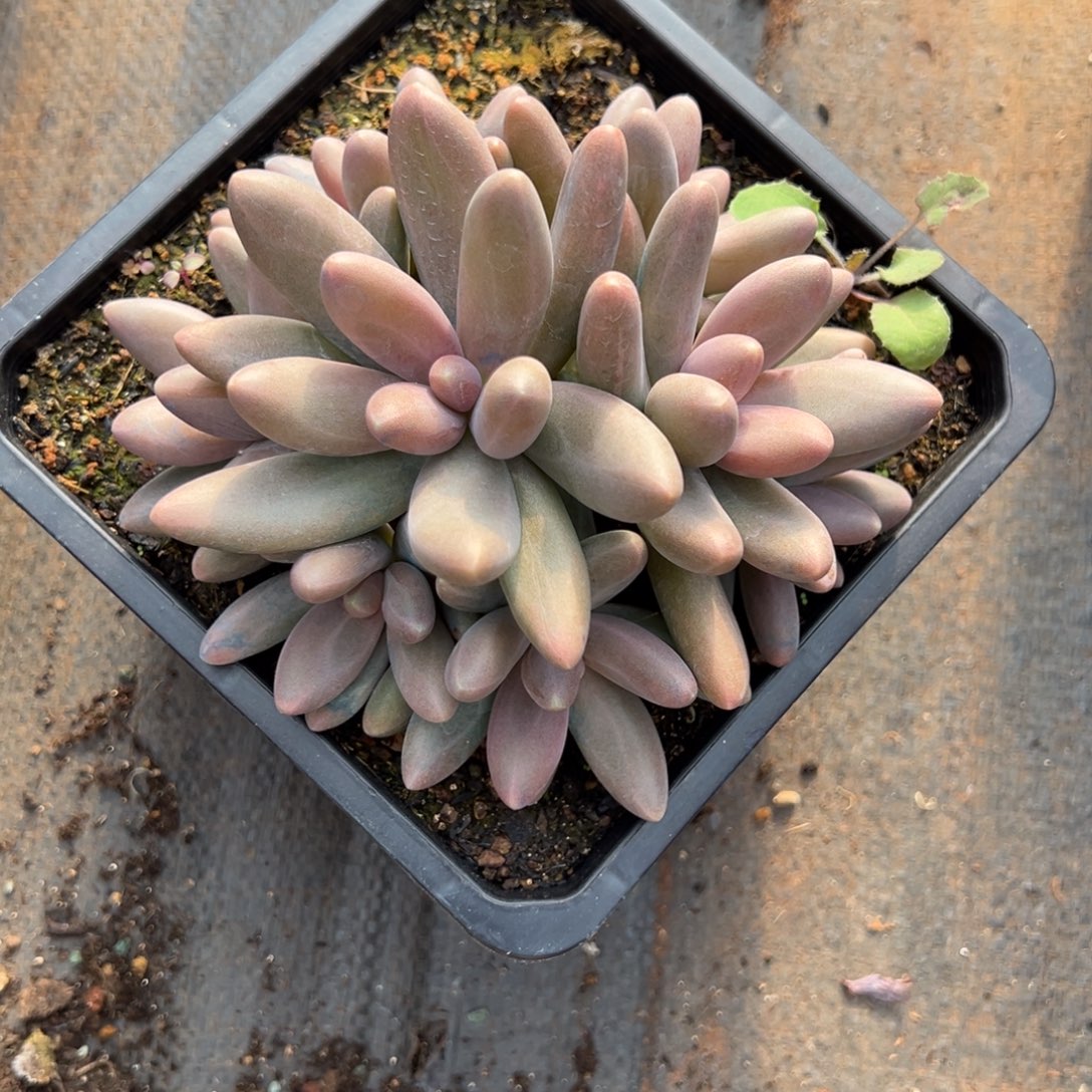 水***间糖果多肉一物一拍