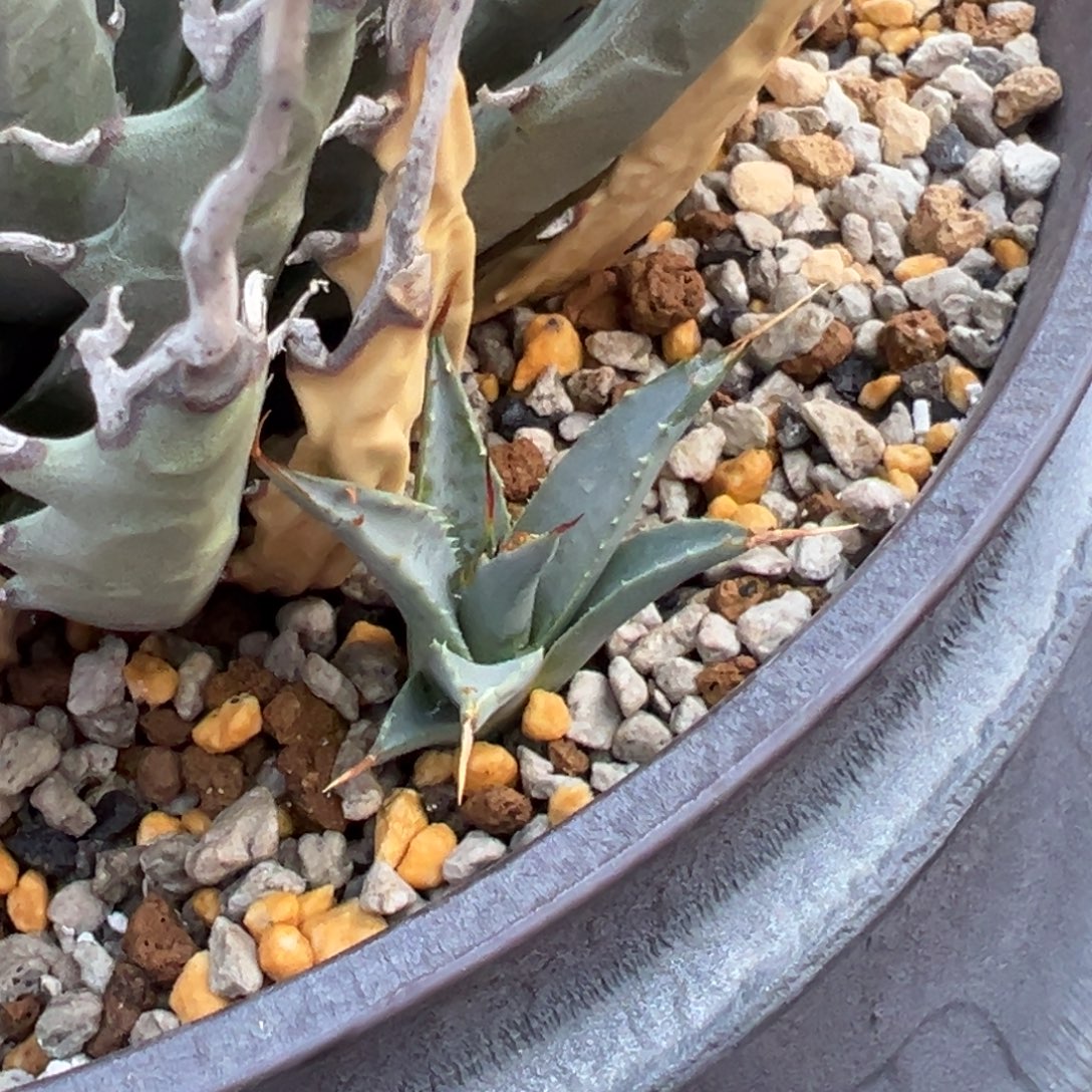 无花朵产地妖炎侧芽 母体长曲