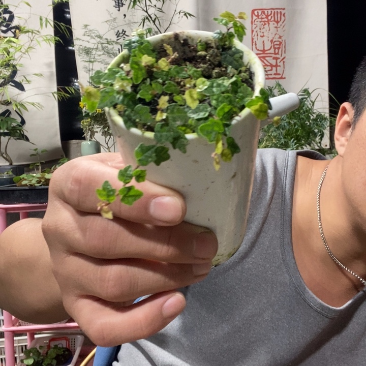 c***5以实际为准绿植盆景盆栽24