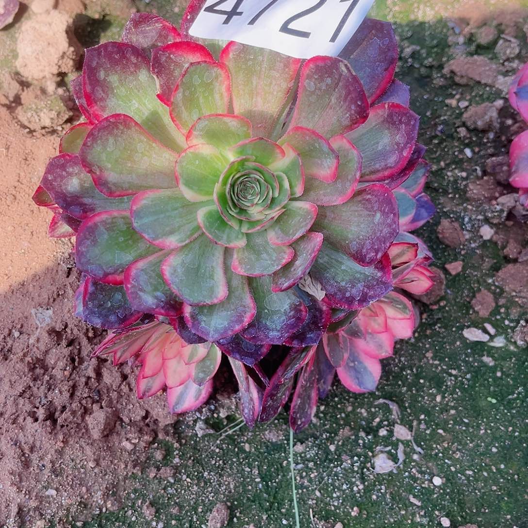 4721黑魔锦多肉植物