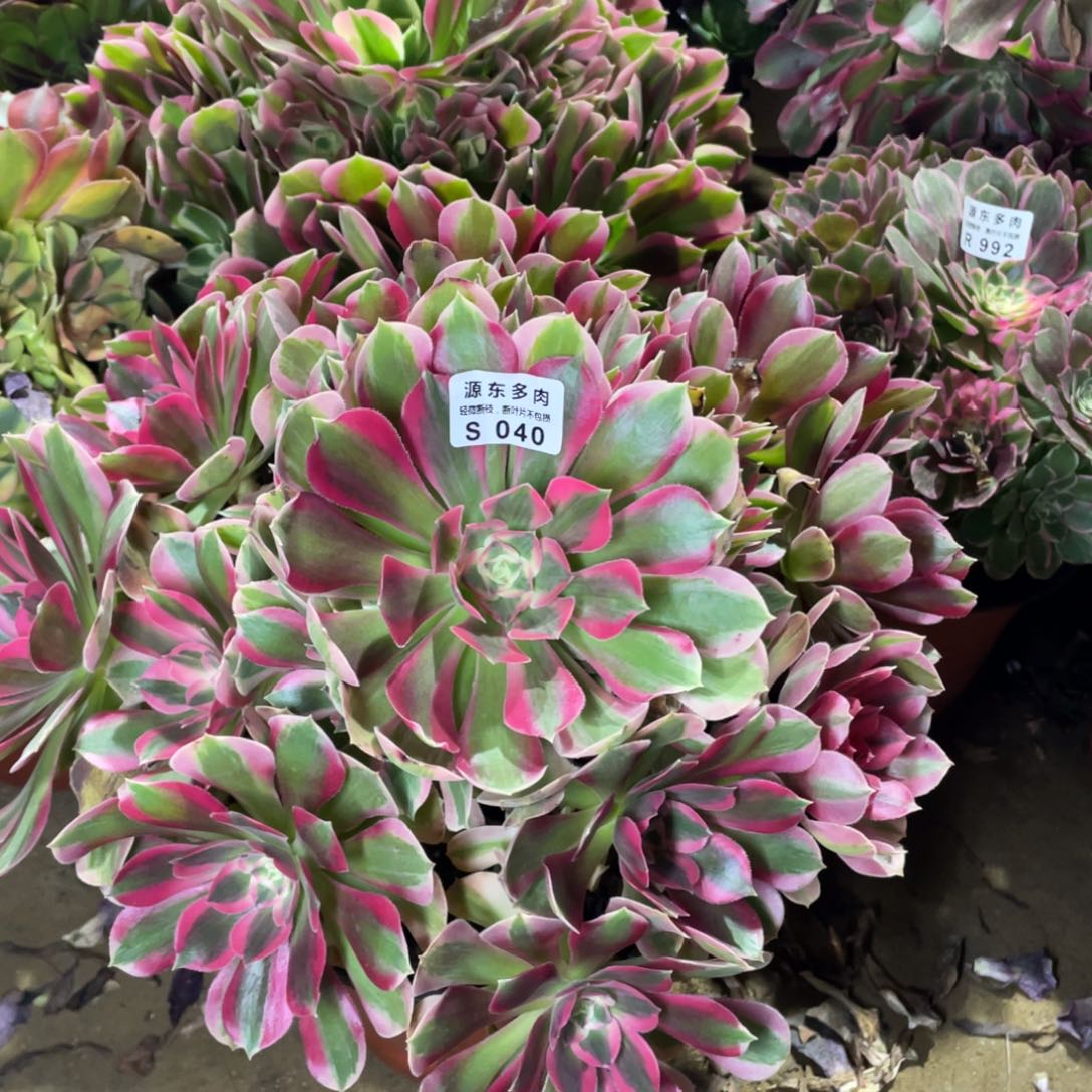 040妖月多肉法师断枝不包