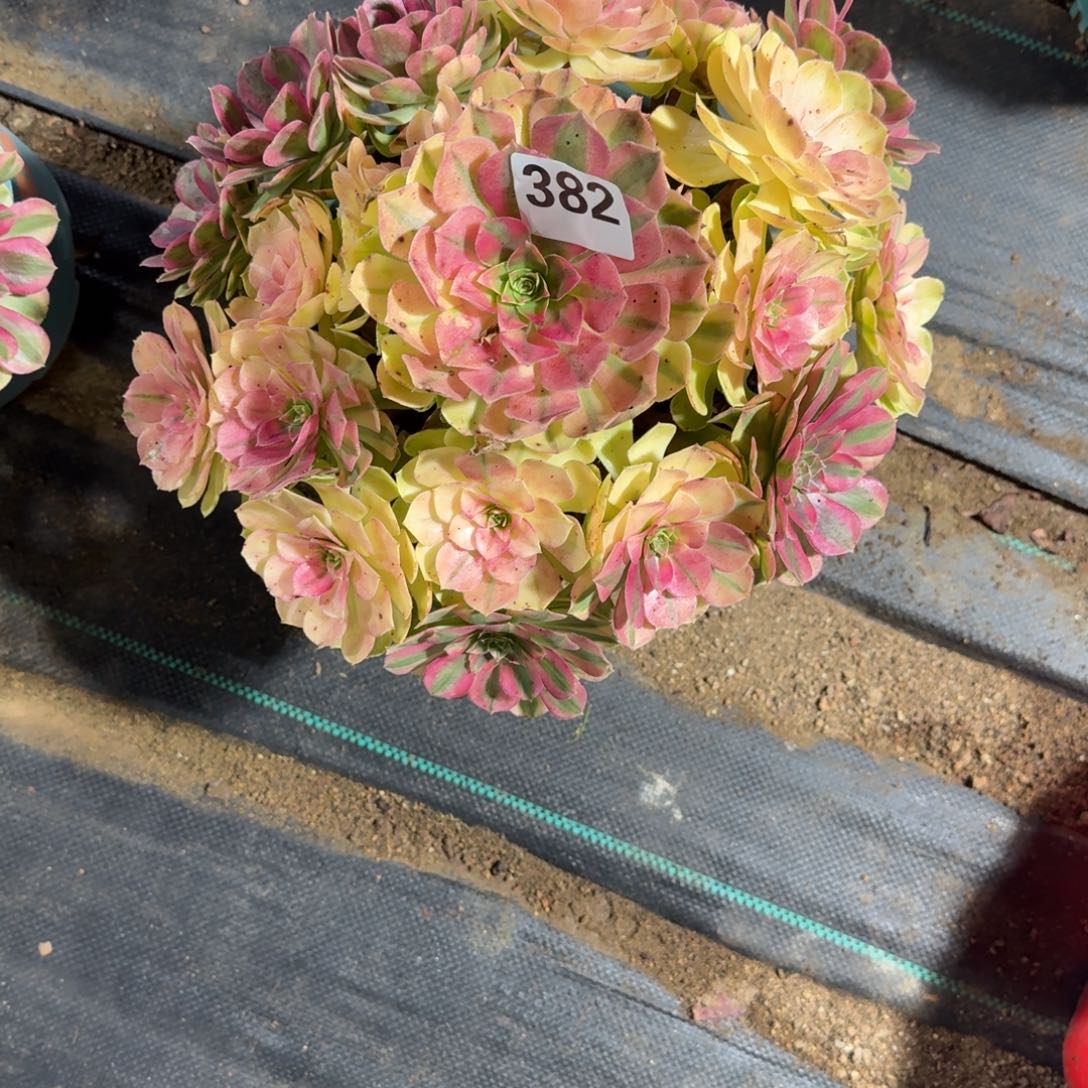 大雨河多肉植物老庄382