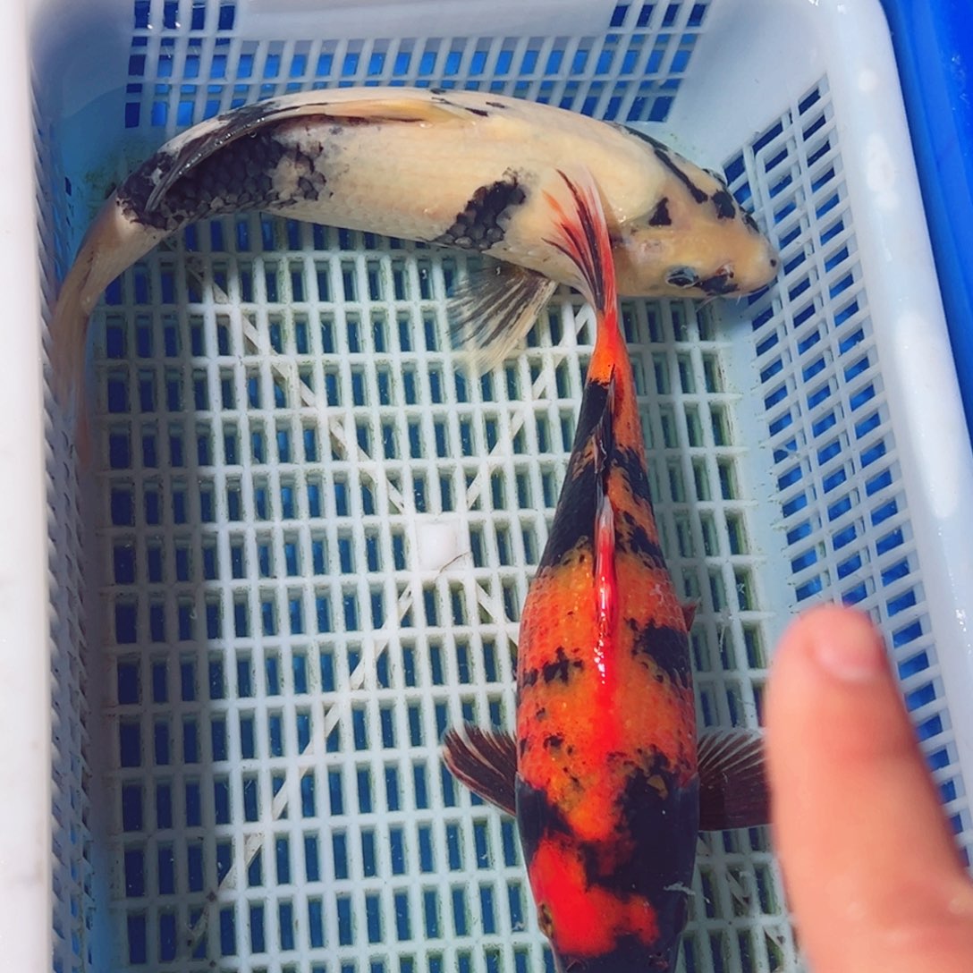 锦鲤锦鲤观赏鱼1111