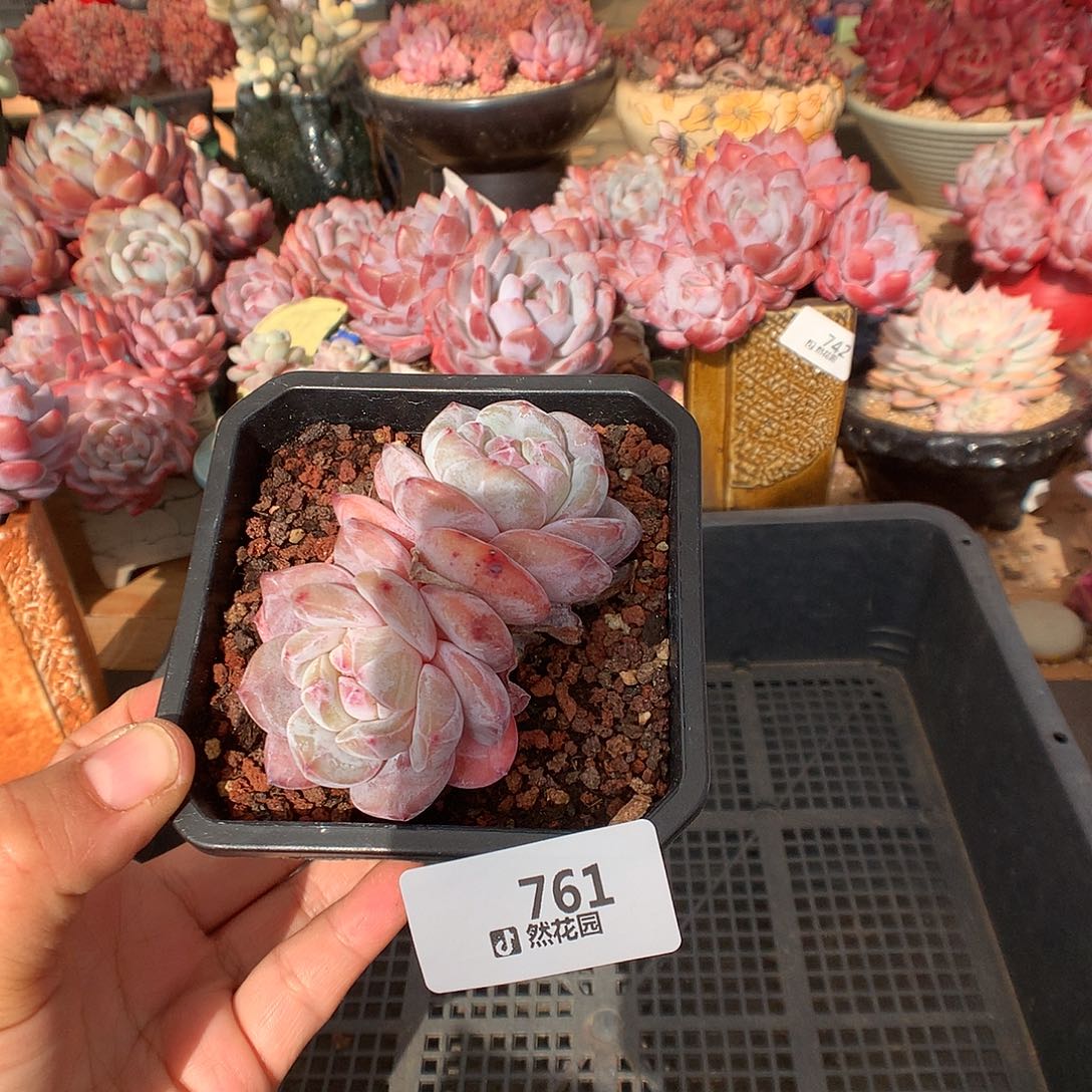 761心影多肉植物一物一拍