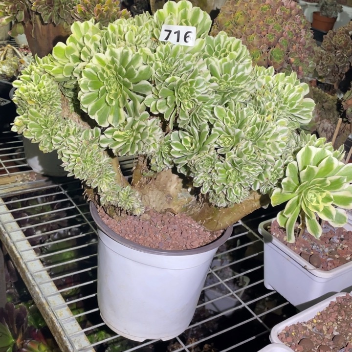 40厘米迈巴赫缀716号法师