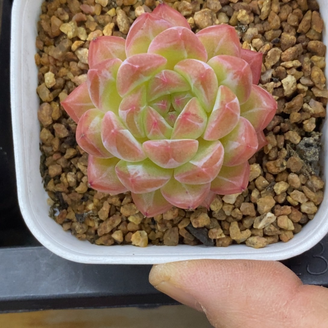 精品多肉一物拍不包整371