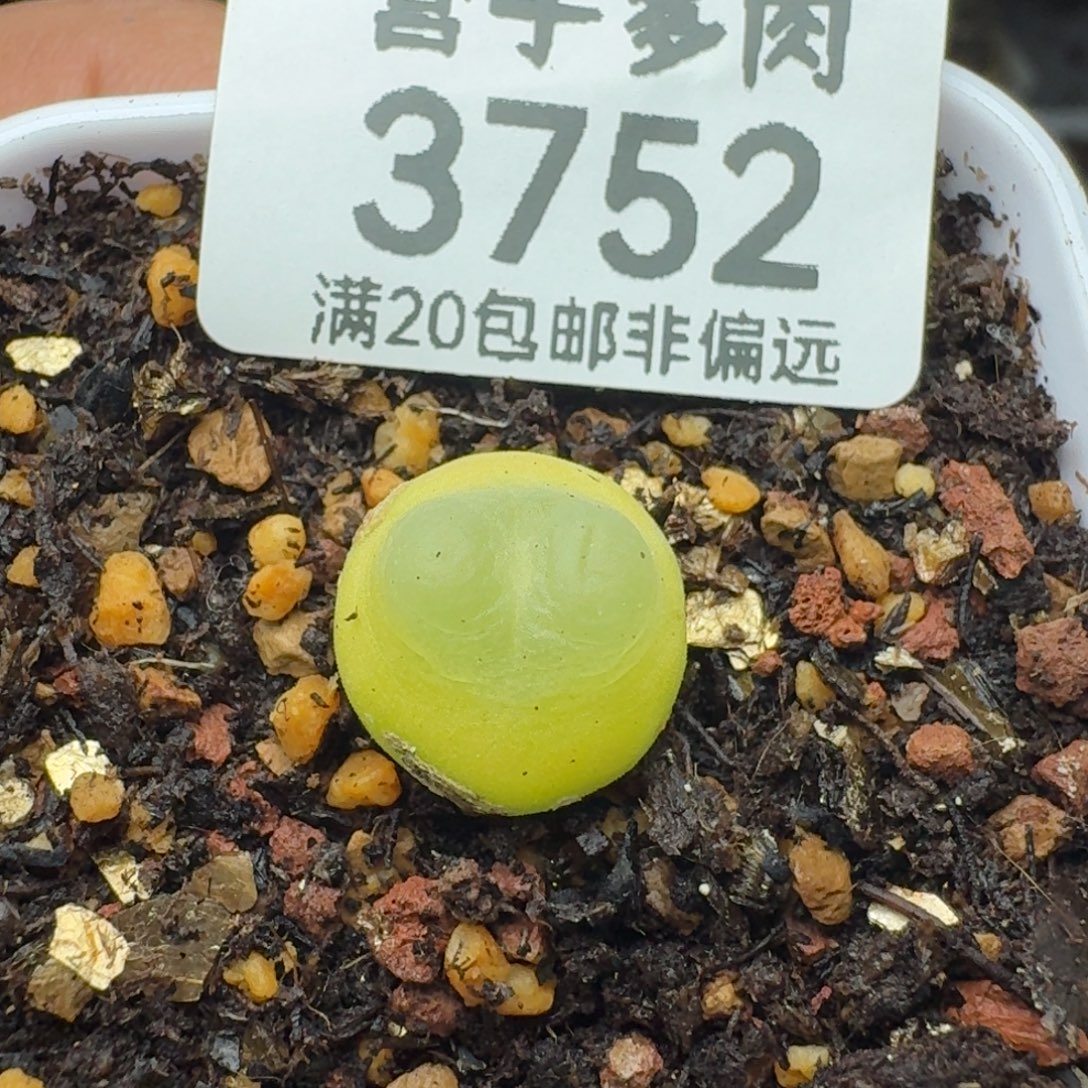 拉登1.3脱土 1200      