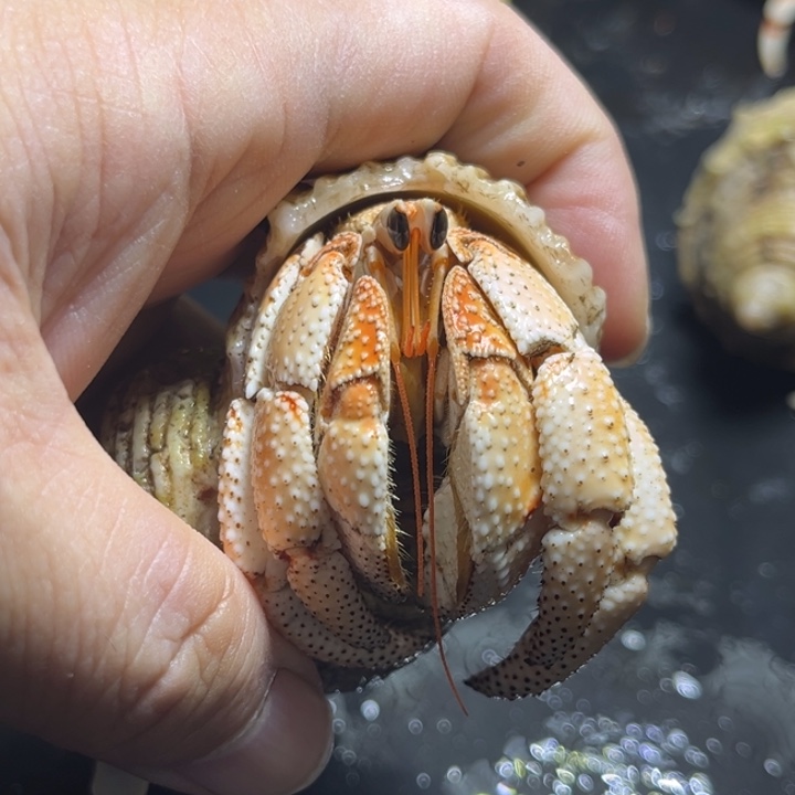 哈密瓜毛球3.2口径