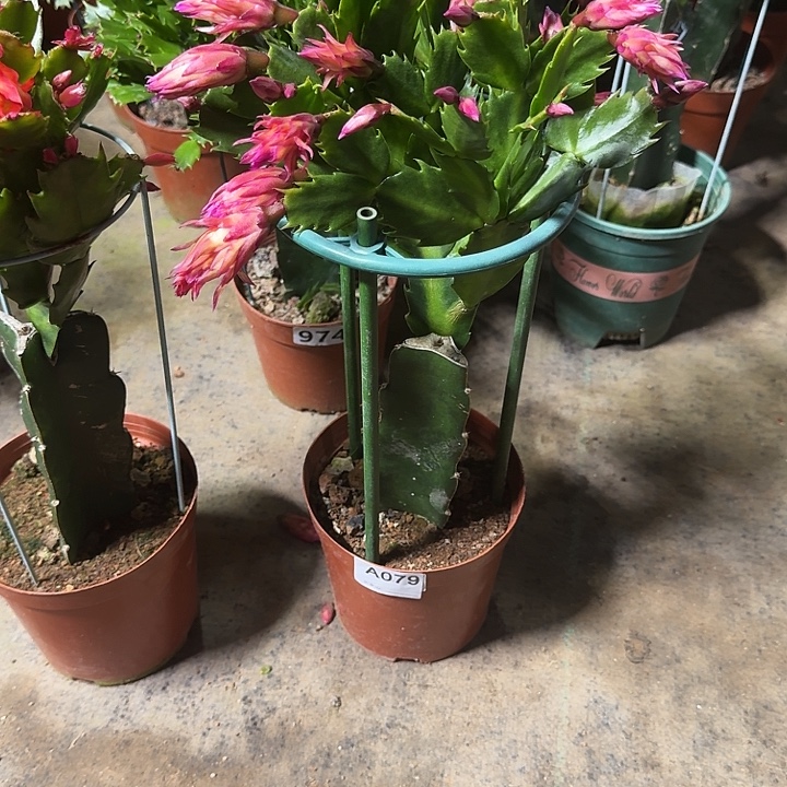 格***闹大部分开放少量花苞079嫁接083