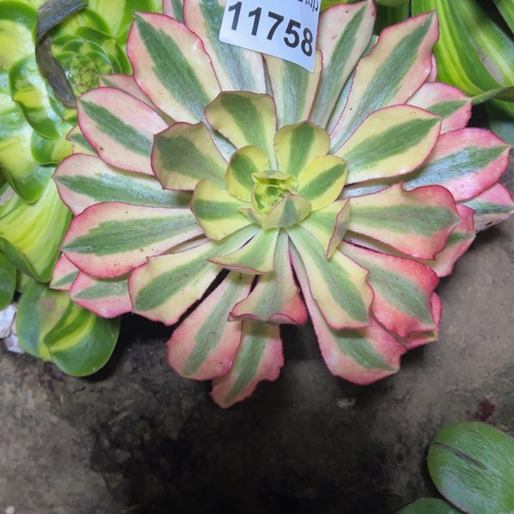 11758南魅影多肉植物