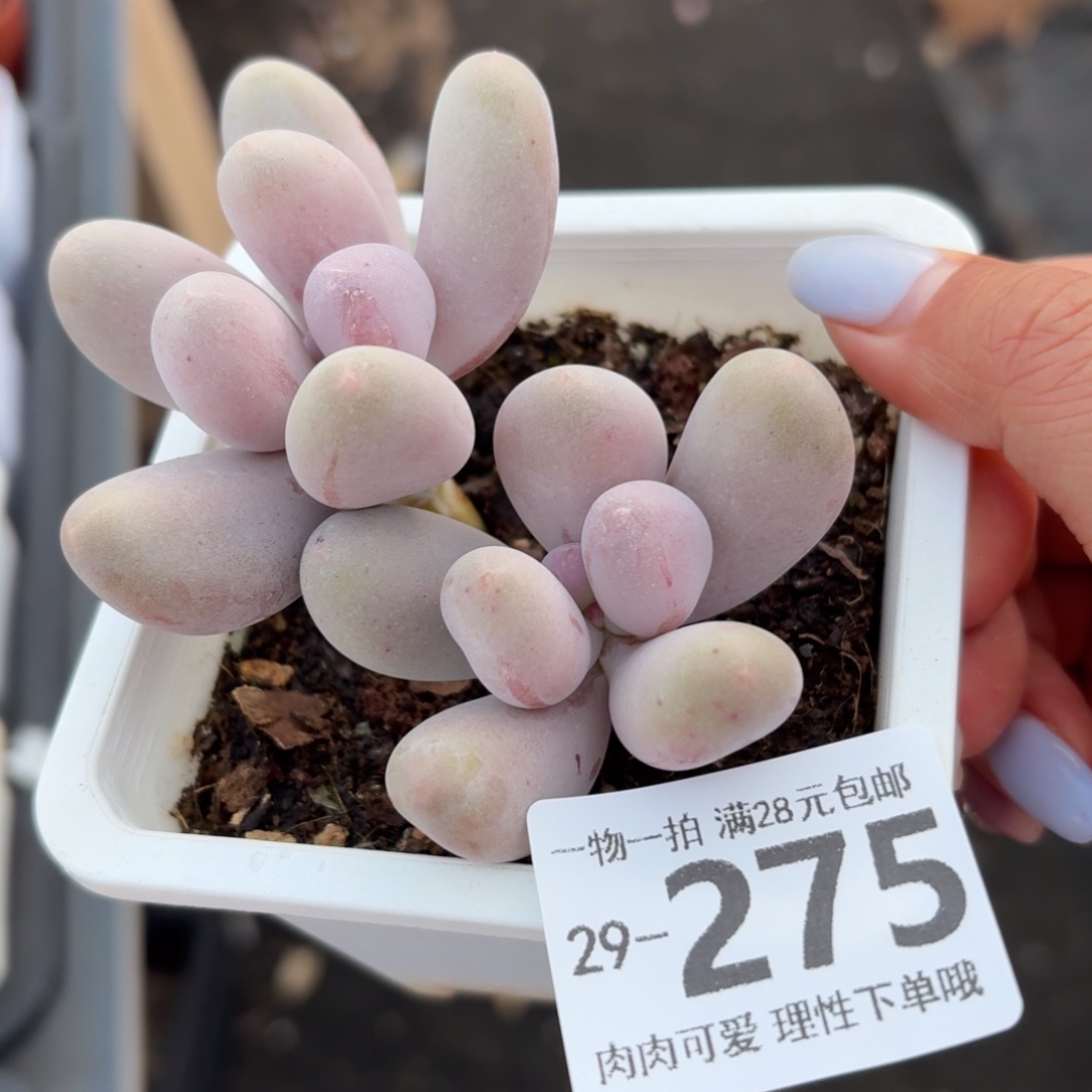 米可奶无盆土发货无