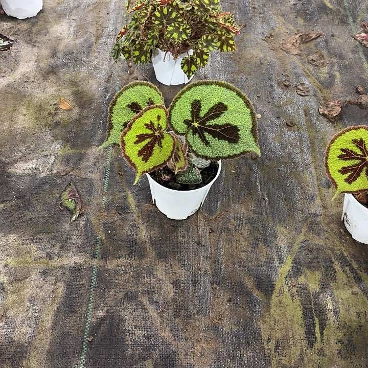 完全开放美文02秋海棠