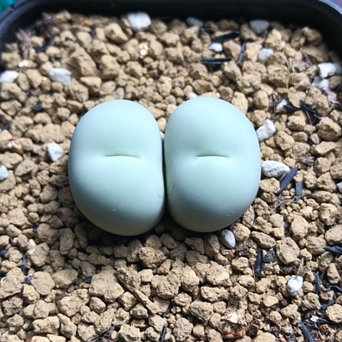 多肉肉锥 双头鸽子蛋