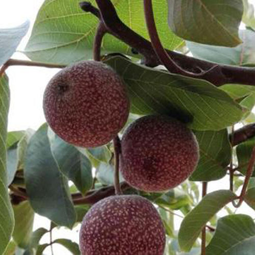 红皮核桃苗 美国红仁核桃苗 当年结果嫁接核桃树苗南北方种植包