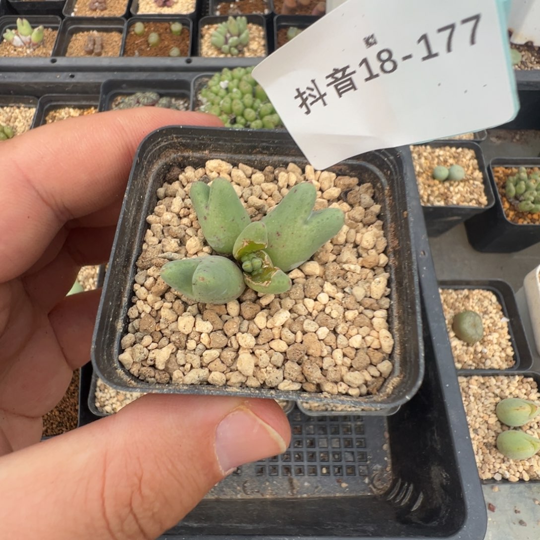 紫***幽18-177肉锥多肉植物，